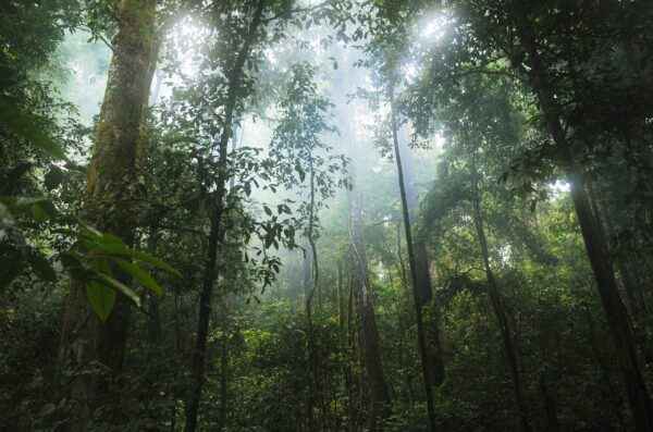 Borneo