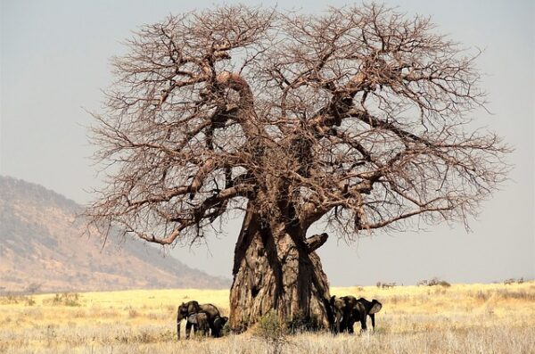 Tanzania wycieczka baobab afrykański 