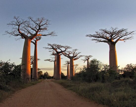 Madagaskar wyjazd