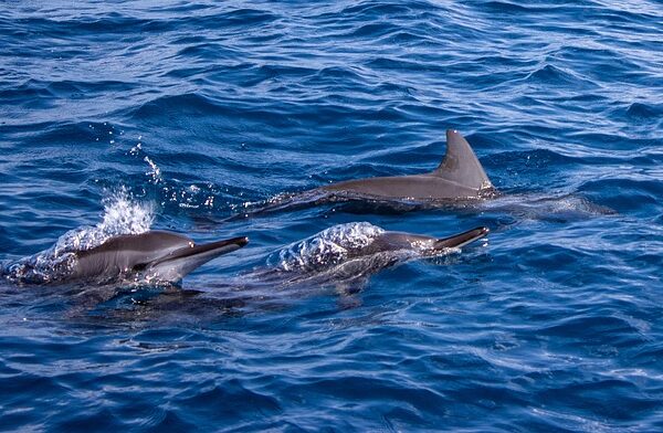 dzikie delfiny