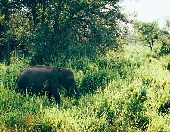 słonie na Sri Lance