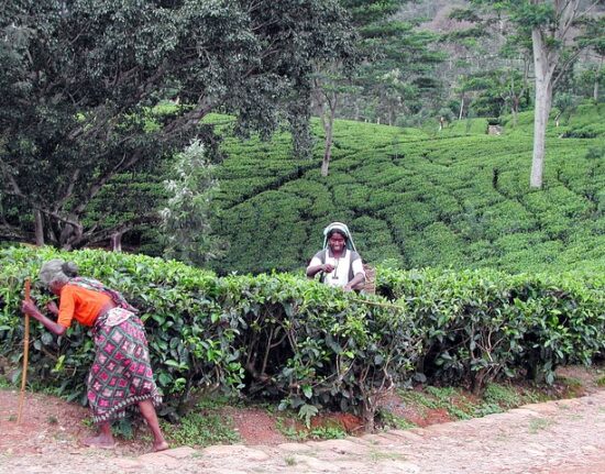lankijskie plantacje herbaty