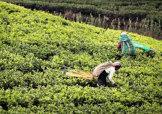 Lankijskie plantację herbaty