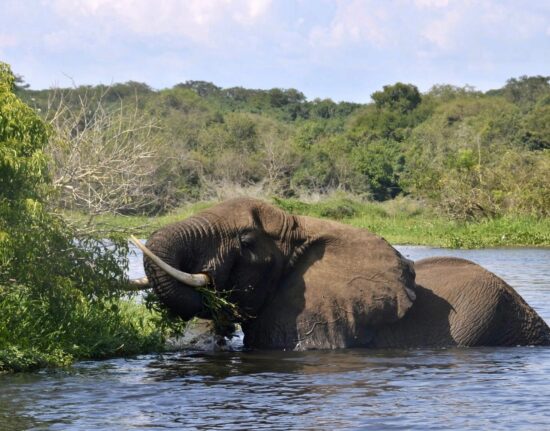 Wycieczka do Ugandy safari w parku Murchison