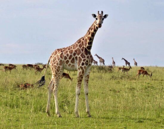 safari w Ugandzie Rwandzie