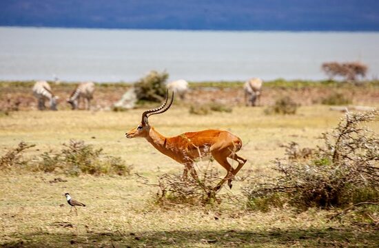Safari w Kenii Północnej