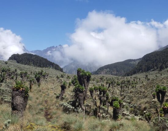 Ruwenzori Trekking