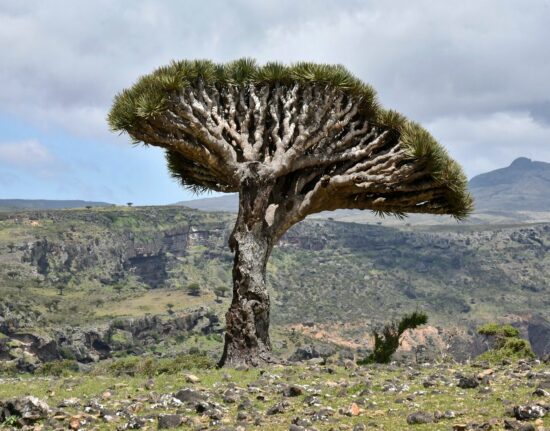 wyjazd na Sokotrę Dixam Socotra Jemen 2021