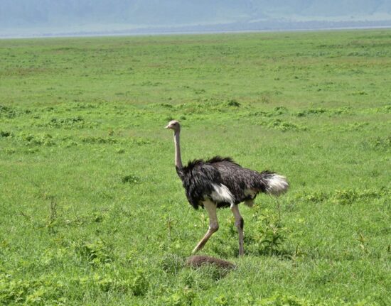 Park Narodowy Ngorongoro Tanzania Zanzibar 2021
