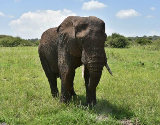 Afrykańskie słonie Tanzania Zanzibar 2021