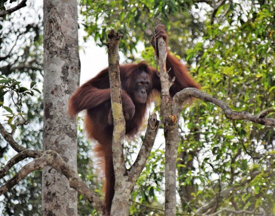 orangutany na Borneo w Malezji
