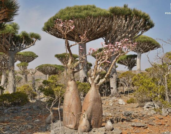 Jemen Socotra 2022_4