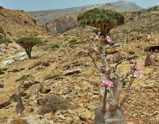 Jemen Socotra 2022_4