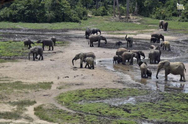 Słonie leśne Dzanga Bai Republika Środkowoafrykańska RŚA i Kamerun 2022