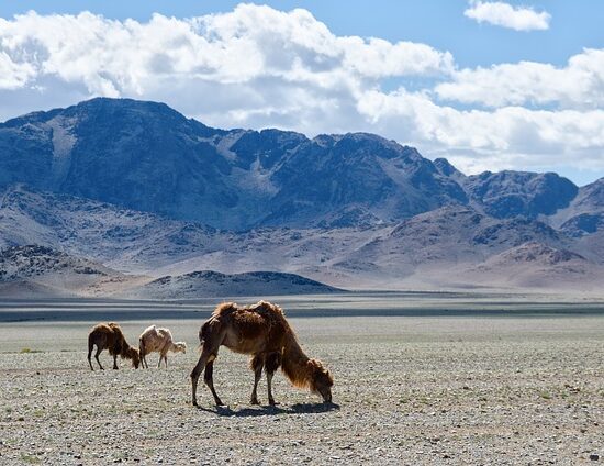 Wycieczka do Mongolii