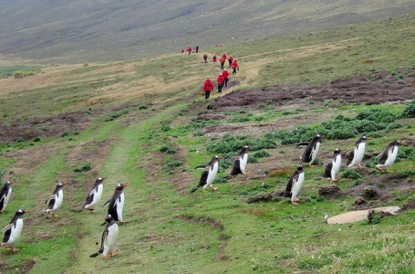 Falklandy Chile Wyjazd