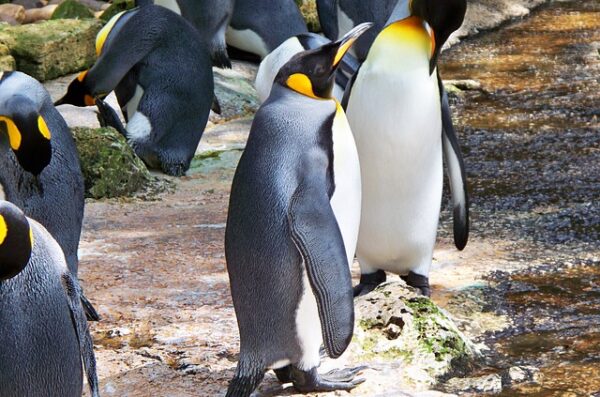 Pingwin Królewski na Falklandach
