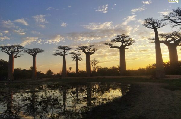 Aleja Baobabów Madagaskar 2023_7