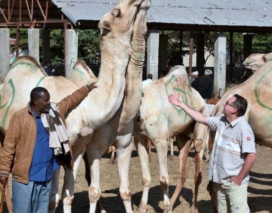 Wielbłądy Dżibuti Somaliland 2024