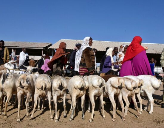 Wielbłądy wycieczka do Dżibuti i Somalilandu 2024