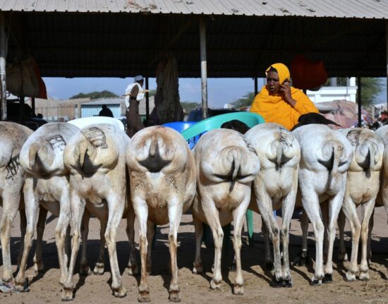 Wielbłądy Dżibuti Somaliland 2024