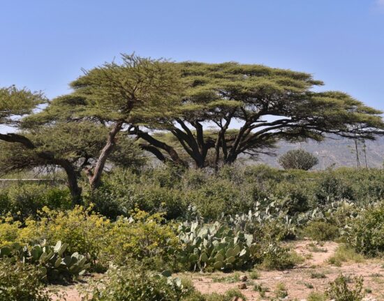 Góry Sheikh Dżibuti Somaliland 2024 Fotografie