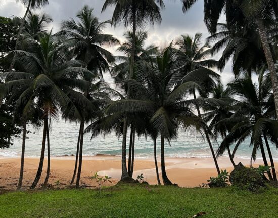 Przyroda Sao Tome e Principe Wyspy Świętego Tomasza i Książęca 2024_2